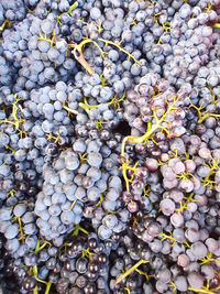 High angle view of grapes growing on plant