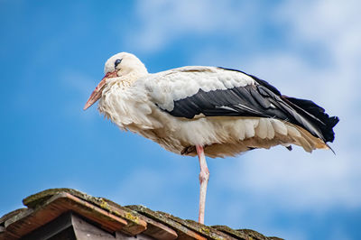 Low angle view of bird perching