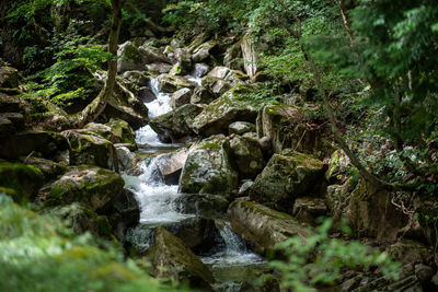 Scenic view of waterfall in forest