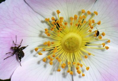 Close-up of yellow flower