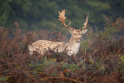 Deer in a field