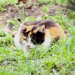 Cat relaxing on grassy field