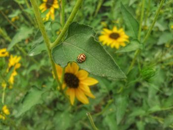Close-up of insect on flower