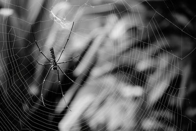 Close-up of spider on web