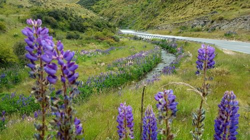 Purple flowering plants on field