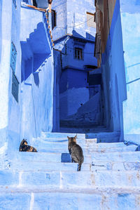 Narrow alley of blue town with cats on staircase leading to residential structures on both side