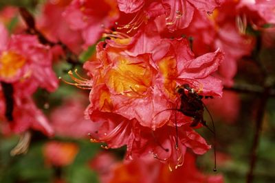 Close-up of bee pollinating on flower