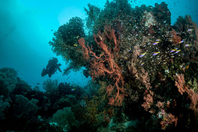 View of coral swimming in sea