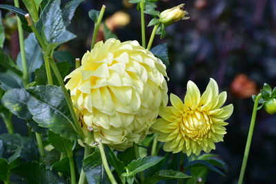 Close-up of yellow flowering plant