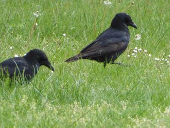 Black bird on grass