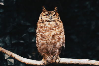 Close-up of owl perching