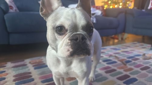 pet