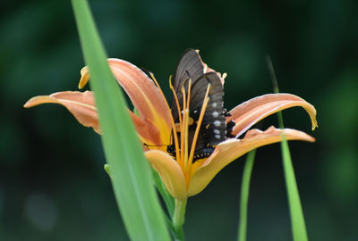 Close-up of butterfly pollinating on plant