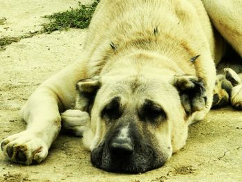 Two dogs relaxing on ground