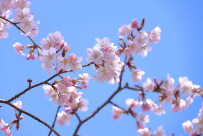 Low angle view of cherry blossoms against sky