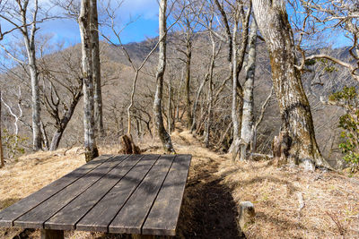 Bare trees in forest against sky