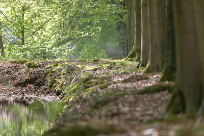 Surface level of trees along plants in forest