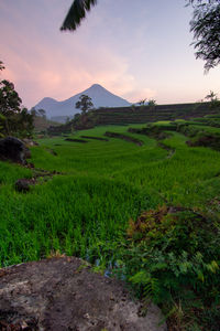 East Java,