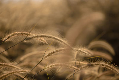 Close-up of crop growing on field