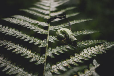 Full frame shot of fern