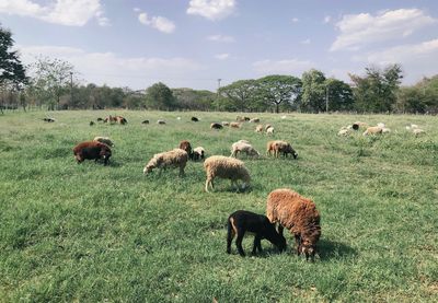 Sheep grazing in a field