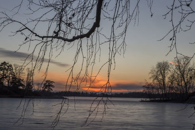 Silhouette of bare trees at sunset