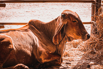 Side view of horse in ranch