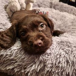 Close-up portrait of a dog