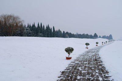 Panoramic view of trees on snow covered landscape