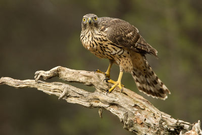 Close-up of bird perching on a tree