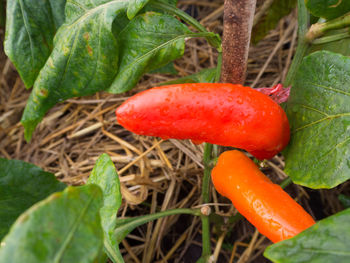 Close-up of mushroom growing on plant