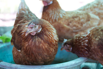 Close-up of birds