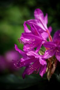 Close-up of pink iris flower