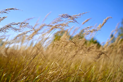 Close-up of stalks in field against blue sky
