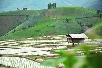 High angle view of rice paddy