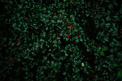 Full frame shot of berry bush