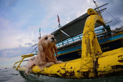 Close-up of yellow dog on boat against sky