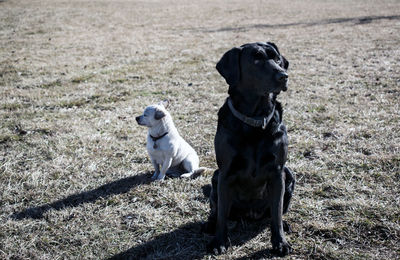 Dog sitting on field