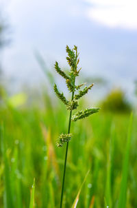 Close-up of plant on field