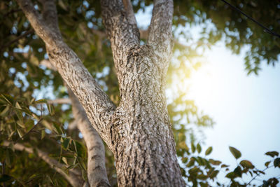 Low angle view of tree against sky