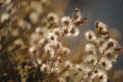 Close-up of white flowering plant