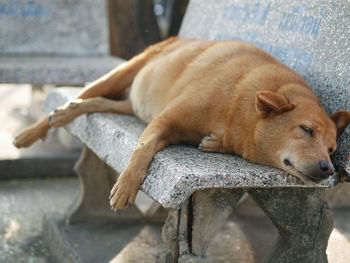 High angle view of dog sleeping