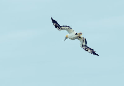 Low angle view of seagulls flying