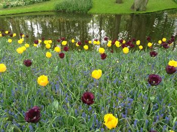 View of yellow tulips