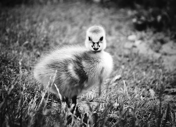 Duckling on grassy field