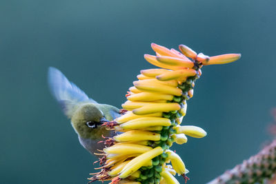 Close-up of bird perching on yellow flower