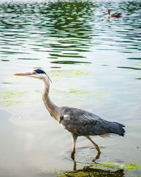 Duck on a lake