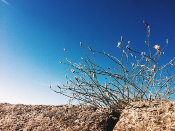 Low angle view of trees against clear blue sky