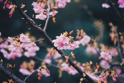 Close-up of pink cherry blossoms