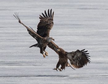 Close-up of eagle flying in snow